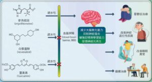 麥角硫因（Ergothioneine）粒腺體 腦神經 水針刀