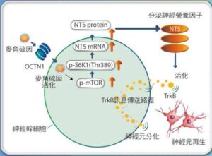 麥角硫因（Ergothioneine）粒腺體 腦神經 水針刀