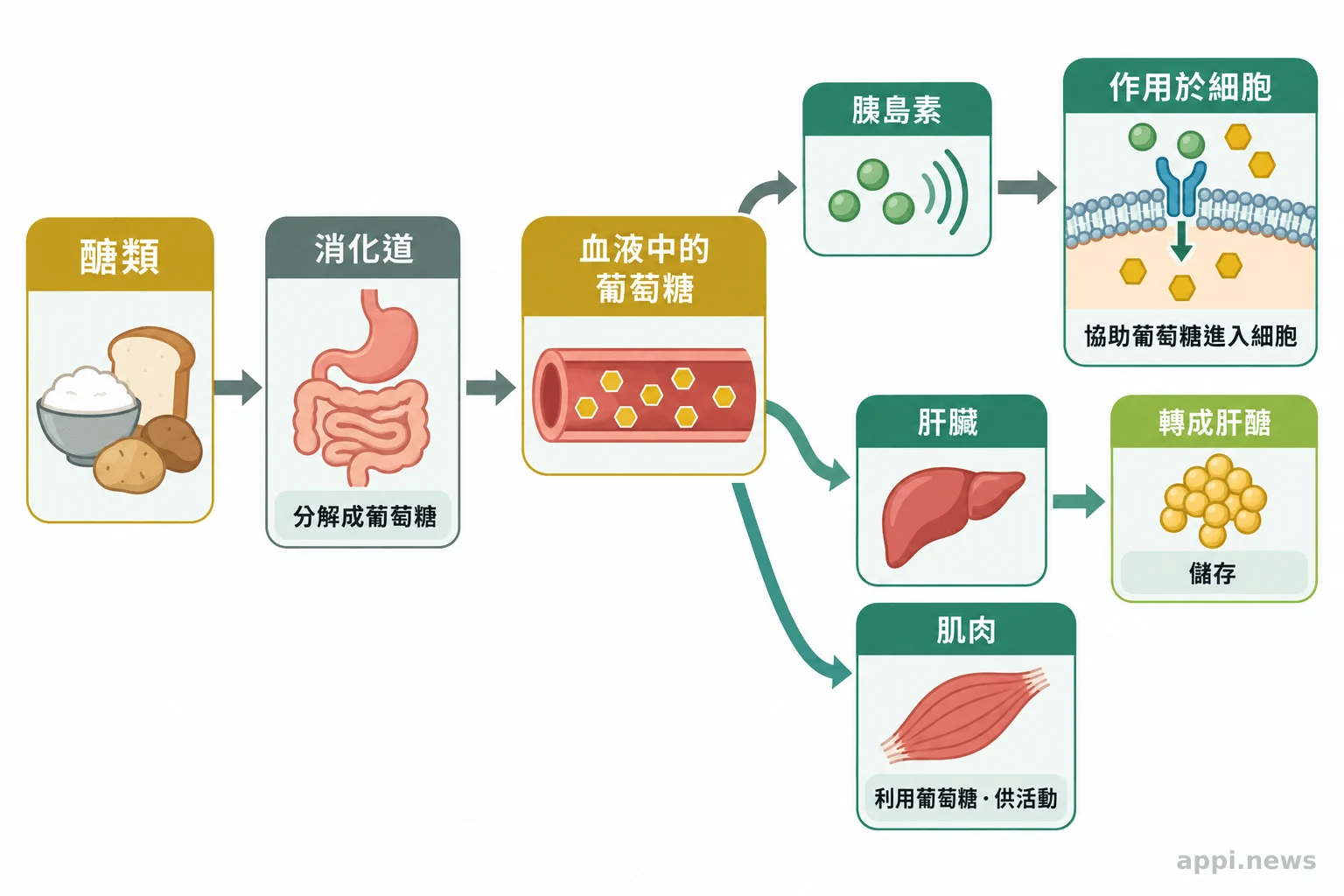 流程圖呈現醣類在消化道分解成葡萄糖、進入血液，之後分別供肌肉利用或由肝臟轉成肝醣儲存。