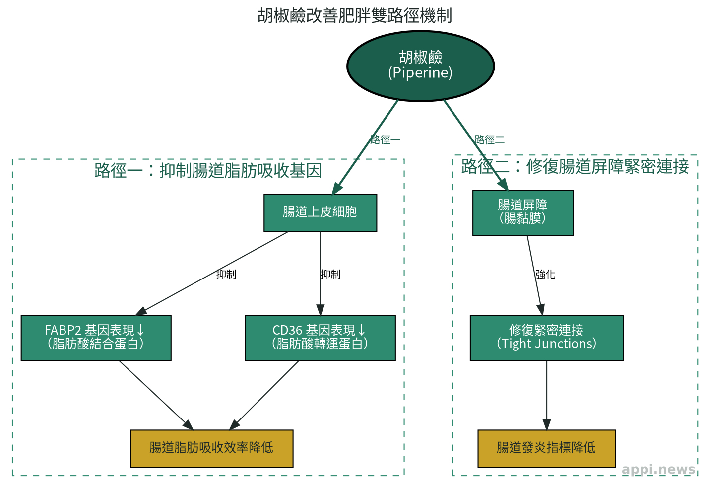 胡椒鹼改善肥胖的雙路徑機制圖：抑制腸道脂肪吸收基因＋修復腸道屏障緊密連接