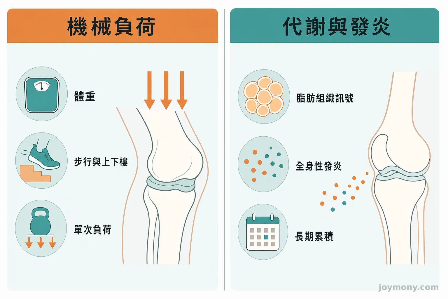對照圖呈現體重透過機械負荷與代謝發炎兩條路徑影響膝關節