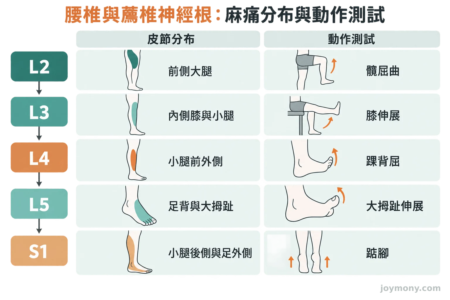 L2 到 S1 各節段的麻痛分布（自大腿往下至足部）與對應動作測試對照圖